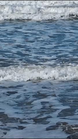 Simongip giphyupload GIF