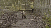 GIF by Random Goat