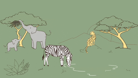 Animation Zebra GIF by Bellabu Bear