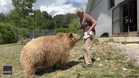 Sanctuary Worker Brushes Bears to Collect Hair for Christmas Toys