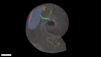 imperialcollege science ammonite ocean creature GIF