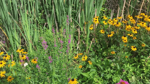 centralparknyc giphyupload GIF