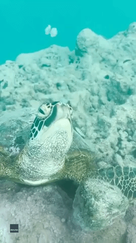 Sea Turtle Blows Underwater Bubbles, Cook Islands