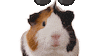 Guineapig Sticker by Kaytee