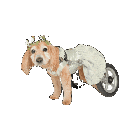 Campcocker2025 Sticker by Camp Cocker Rescue