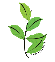 caravelacoffee coffee plant producer calendar Sticker