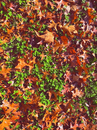 Ask Us Lets Talk GIF by Common Ground Compost