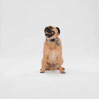 Happy Jack Russell GIF by Petsure UK