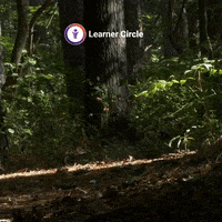 Good Morning Life GIF by Learner Circle