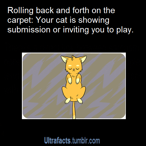 Text gif. The text, "Rolling back and forth on the carpet: Your cat is showing submission or inviting you to play. Ultrafacts.tumblr.com" There's an illustrated tabby cat rolling on its back below it.