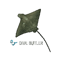 Ocean Ray Sticker by Dive Butler International