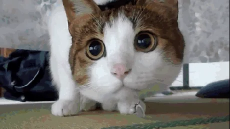 giphy.webp