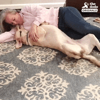 dog lab GIF by The Dodo