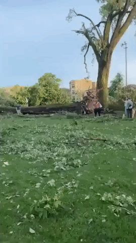 'This is Stunning': Large Tree Uprooted During Fierce Derecho Storm in Chicago