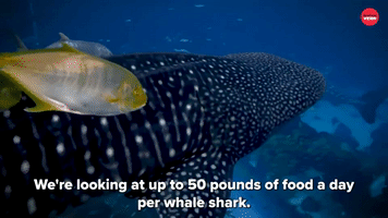 Whale Shark Food