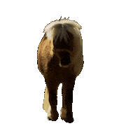 Season 3 Mini Horse Sticker by Parks and Recreation