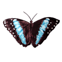 Goodearth Sticker by nitin
