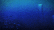 beyondbluegame underwater whales beyondbluegame sperm whales GIF