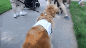 Golden Retriever Dog GIF