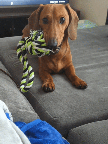 Playing Sausage Dog GIF