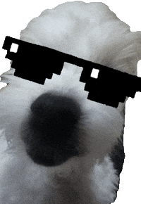 Pporiisdog GIF