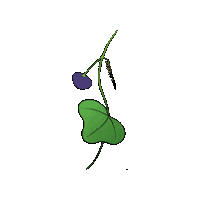 Passiflora Sticker