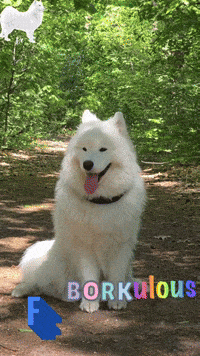 Samoyed Wow GIF