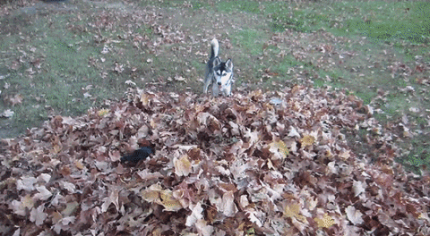 buddy leaf GIF