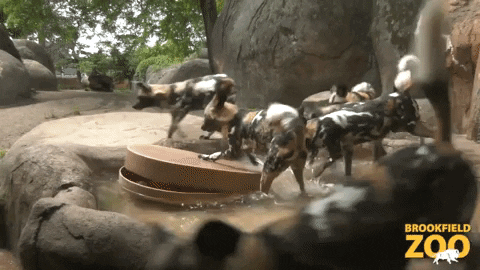 Excited Painted Dogs GIF by Brookfield Zoo