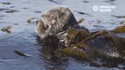 montereybayaquarium cute ocean monterey bay aquarium floof GIF