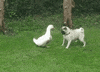 duck GIF