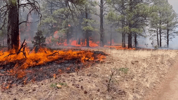 Calf Canyon and Hermits Peak Fires Grow to Over 145,000 Acres in New Mexico