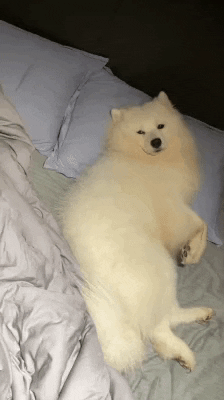 cuteanimalland giphyupload GIF