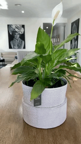 treestripes giphygifmaker GIF