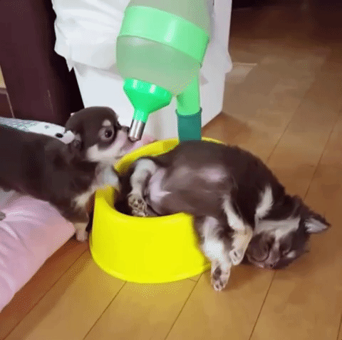 dogs puppies GIF by ViralHog