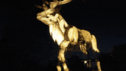 Night Running GIF by Oakland Zoo