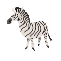 Zebra Wissen Sticker by creamcream.cc