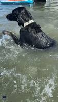Adorable Dog Struggles to Swim