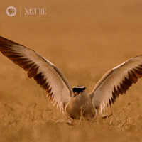 Pbs Nature Animales GIF by Nature on PBS