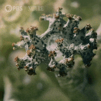 Pbs Nature Animales GIF by Nature on PBS