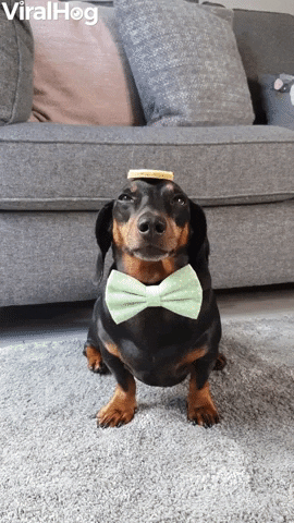 Biscuit Stack Balances Skilfully On Doggys Head GIF by ViralHog