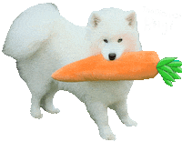 Dog Yes Sticker