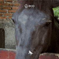 Uts GIF by Eco