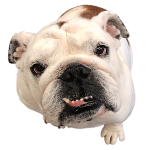 drake mascot Sticker by DrakeUGriff