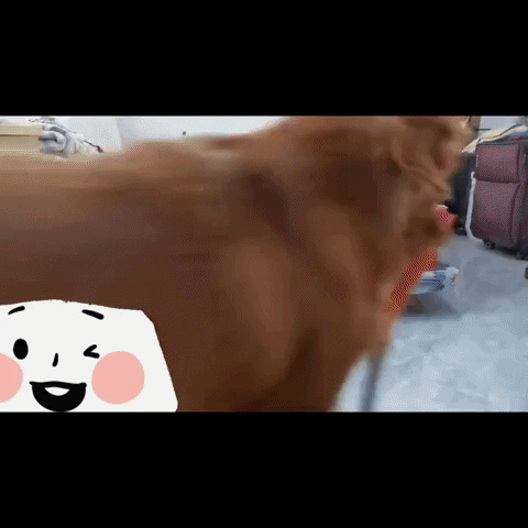 cuteanimalland giphyupload GIF