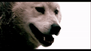 thirtysecondstomars 30 seconds to mars a beautiful lie GIF