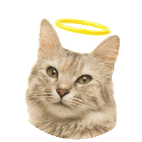 furbaby pet angel Sticker by Halo Pets
