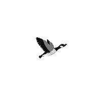 Flying Canadian Sticker by Camelot
