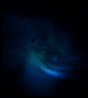 Text Dala GIF
