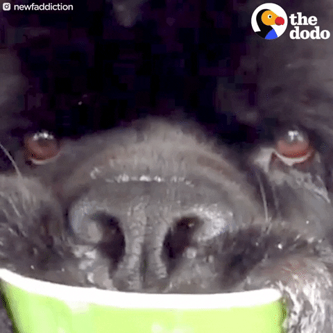 GIF by The Dodo